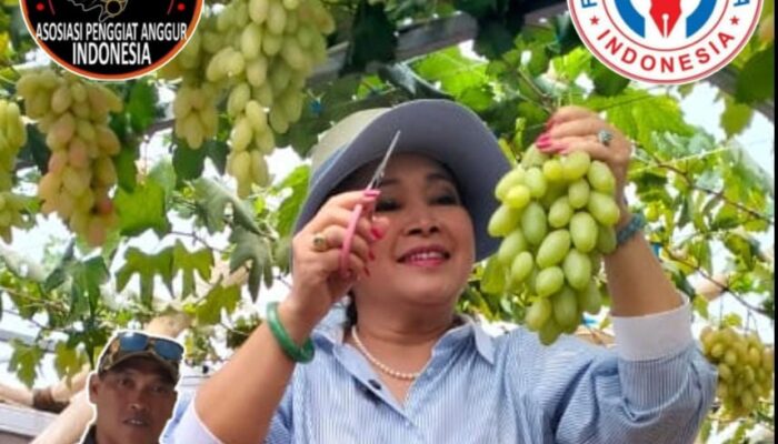 Direktur Buah & Florikultura – Liferdi Lukman Dampingi Kunjungan Dadakan Komisi IV DPR RI ke Kebun Anggur Firizco (ASPAI)
