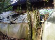Kisah Pilu Syaikh Mulyadi: Guru Surau Dilupakan Elit Politik, Tinggal di Gubuk Reot Tanpa Bantuan Pemerintah