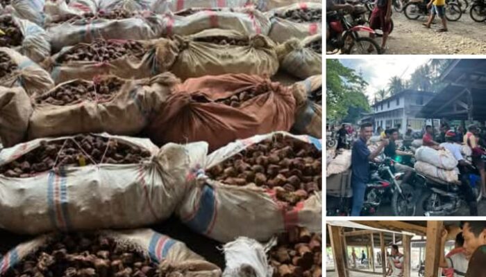 Harga Gambir Anjlok Gila-Gilaan! Petani Menjerit, Pemerintah Didesak Bertindak Cepat