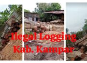 Skandal Ilegal Logging di Kabupaten Kampar Diduga Kuat Dilindungi Oknum APH Dan Ninik Mamak