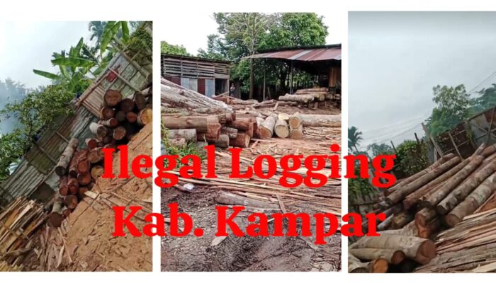 Skandal Ilegal Logging di Kabupaten Kampar Diduga Kuat Dilindungi Oknum APH Dan Ninik Mamak