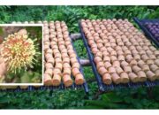 Harga Gambir Anjlok Drastis, Kunjungan Bupati ke India Dipertanyakan Petani Limapuluh Kota