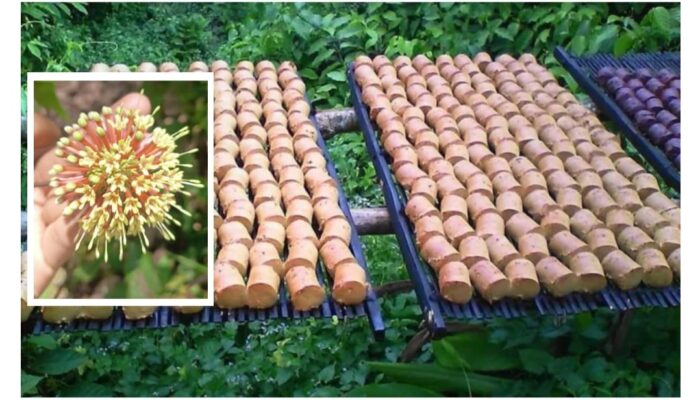 Harga Gambir Anjlok Drastis, Kunjungan Bupati ke India Dipertanyakan Petani Limapuluh Kota