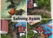 Aktivitas Sabung Ayam Kembali Marak di Kota Padang, Warga Desak Polda Sumbar Tindak Tegas