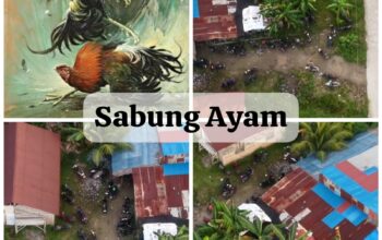 Aktivitas Sabung Ayam Kembali Marak di Kota Padang, Warga Desak Polda Sumbar Tindak Tegas