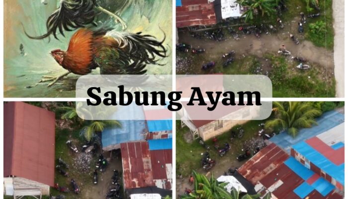 Aktivitas Sabung Ayam Kembali Marak di Kota Padang, Warga Desak Polda Sumbar Tindak Tegas