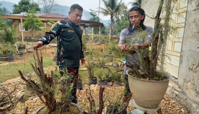 Babinsa Nagari Tarantang Komsos Pengrajin Bonsai, Peningkatan Diwilayah Binaan