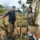 Babinsa Nagari Tarantang Komsos Pengrajin Bonsai, Peningkatan Diwilayah Binaan